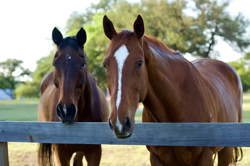 Dos caballos bayos detrás de una cerca de madera en Blue Moon Farm, con árboles verdes y pasto al fondo.