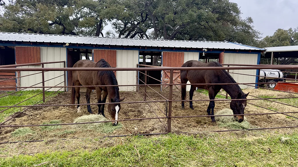 Dos caballos comiendo heno en potreros cercados frente al edificio del establo de Blue Moon Farm.