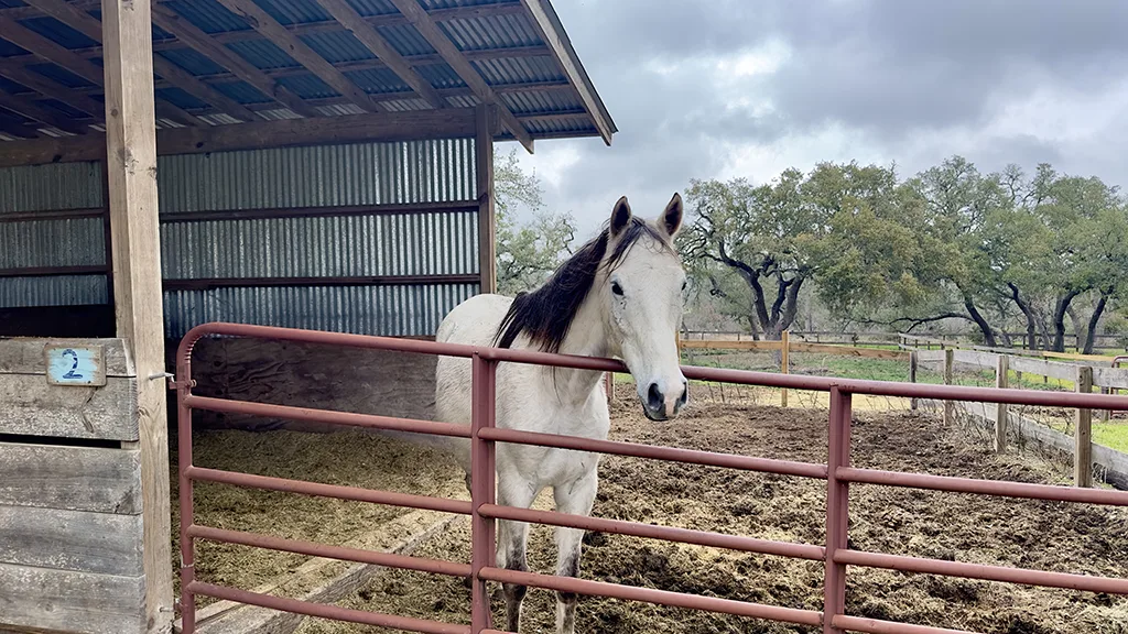 Un caballo gris de pie en un potrero cercado junto a una suite cubierta del establo en Blue Moon Farm.